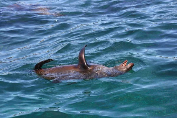 Foca Bruna Arctocephalus Pusillus Galleggiante Sul Retro Hout Bay Città — Foto Stock