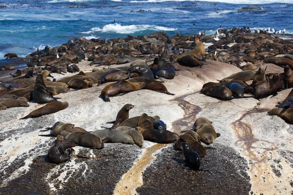 Otaries Brunes Fourrure Arctocephalus Pusillus Colonie Sur Une Île Rocheuse — Photo