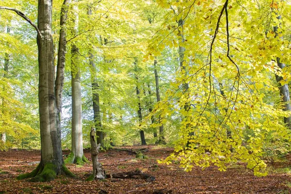 Outono Faia Fagus Forest Hesse Alemanha Europa — Fotografia de Stock
