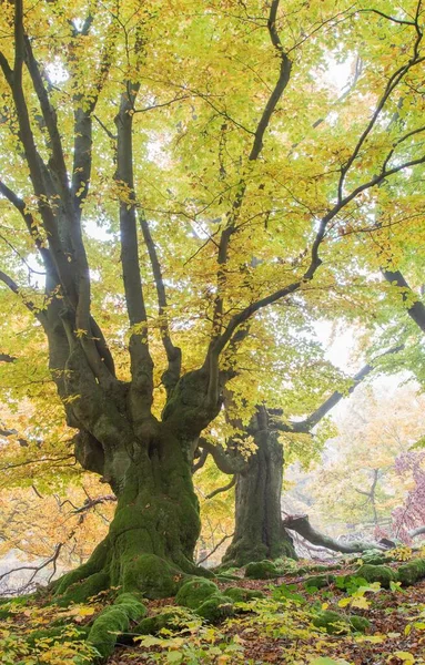 Faia Velha Fagus Árvores Floresta Folhagem Amarela Outono Hutewald Hesse — Fotografia de Stock