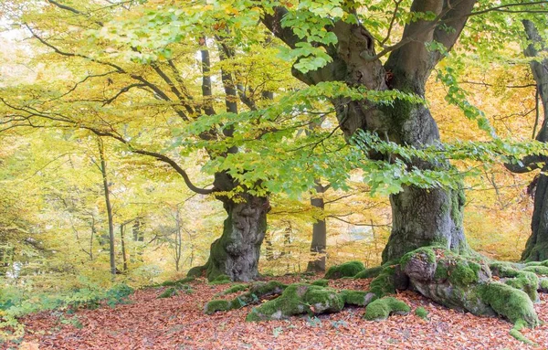 Haya Vieja Fagus Árboles Bosques Follaje Amarillo Otoño Hutewald Hesse — Foto de Stock