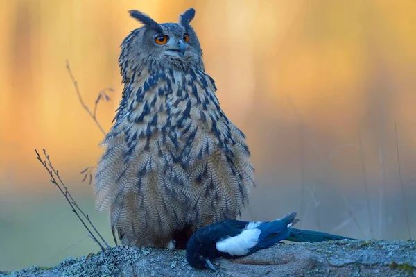 Eurasian Eagle Owl Bubo Bubo Dospělá Fena Kořistí Euroasijská Straka — Stock fotografie