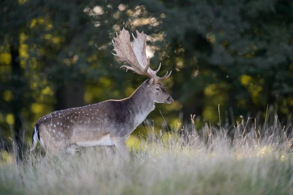 Fallow Deer Dama Dama Buck Forest Meadow Background Light Zealand — Stok fotoğraf
