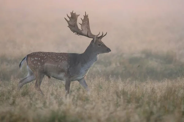 Fallow Deer Dama Dama Fawn Forest Meadow Mist Morning Light — Stock Photo, Image