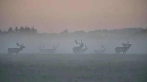 Fallow Deer Dama Dama Bucks Rutting Ground Sis Morning Light — Stok fotoğraf