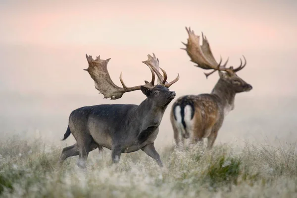 Fallow Deer Dama Dama Bucks Sis Morning Light Zealand Danimarka — Stok fotoğraf