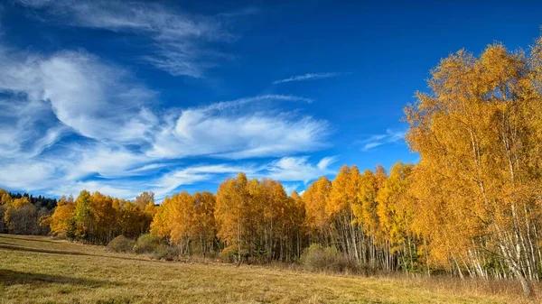 Bouleaux Betula Automne Parc National Umava Sumava République Tchèque Europe — Photo