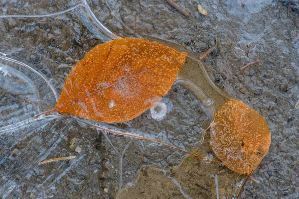 Birch Yaprakları Donmuş Bir Birikintisinde Bohem Ormanı Çek Cumhuriyeti Avrupa — Stok fotoğraf