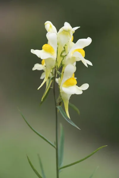 Lino Rospo Comune Lino Giallo Burro Uova Linaria Vulgaris Emsland — Foto Stock