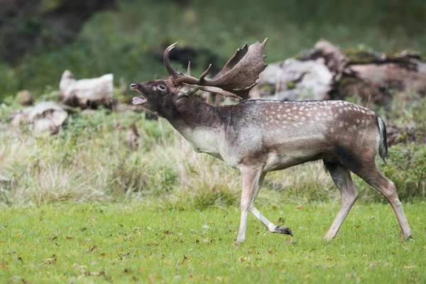 Fallow Deer Dama Dama Buck Rut Lower Saxony Germany Europe — Stock Photo, Image