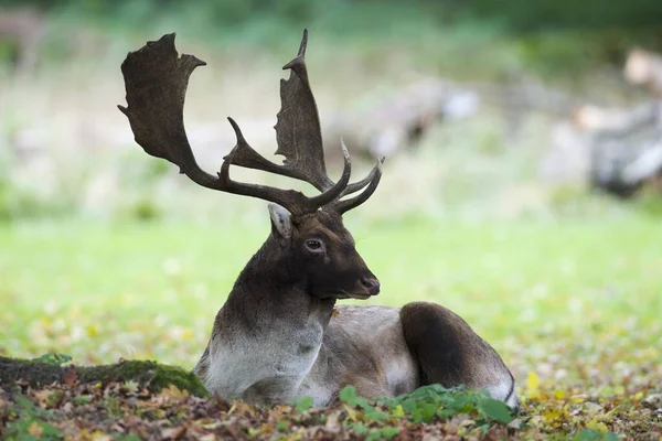 Fallow Deer Dama Dama Buck Lying Ground Lower Saxony Germany — Stock Photo, Image