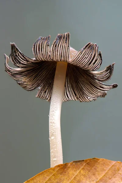 Graublttriger Tintling Coprinus Impatiens Emsland Basse Saxe Allemagne Europe — Photo