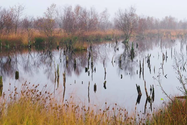 Bagna Podmokłe Bargerveen Drenthe Holandia Europa — Zdjęcie stockowe