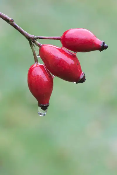 Dog Rose Rosa Canina Rosa Quadril Com Gotas Água Emsland — Fotografia de Stock