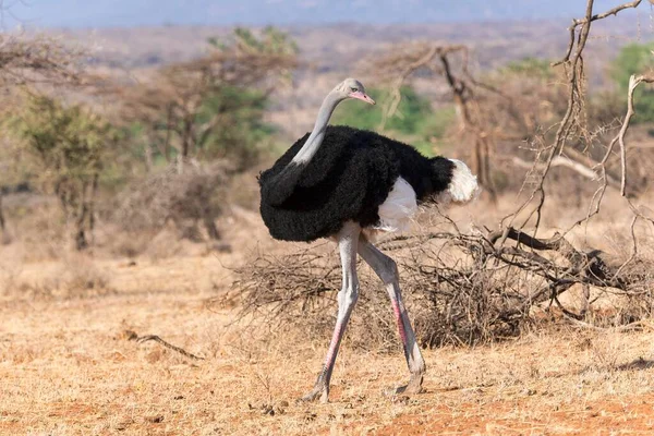 Somalischer Strauß Struthio Molybdophanes Männchen Rückblickend Samburu National Reserve Kenia — Stockfoto