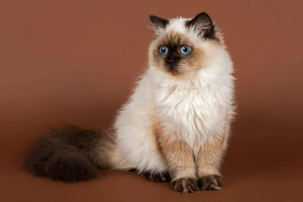 British Longhair Cat Věk Měsíců Barva Sealpoint — Stock fotografie