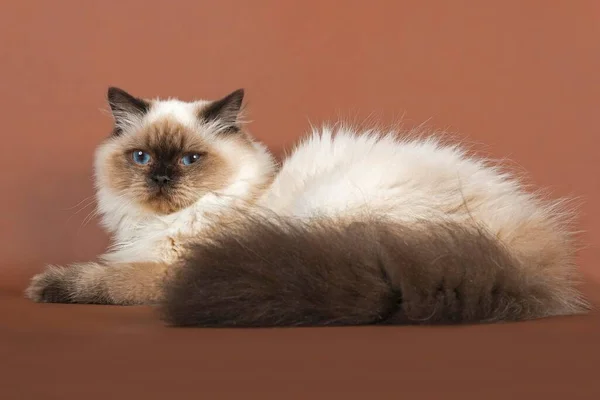 British Longhair Cat Edad Meses Color Sealpoint —  Fotos de Stock