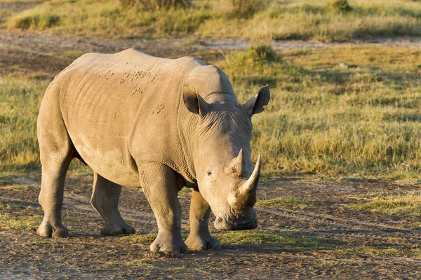 Rinocerontes Brancos Rinocerontes Lábios Quadrados Ceratotherium Simum Parque Nacional Lago — Fotografia de Stock