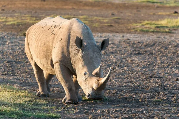 Nosorožec Bílý Neboli Nosorožec Čtvercový Ceratotherium Simum Národní Park Nakuru — Stock fotografie