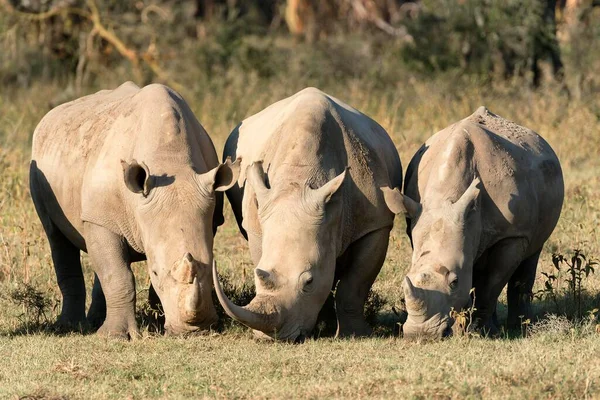 White Rhinoceroses Square Lipped Rhinoceroses Ceratotherium Simum Feeding Lake Nakuru — Stock Photo, Image