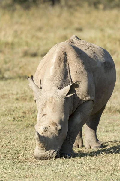 Rinoceronte Bianco Rinoceronte Forma Quadrata Ceratotherium Simum Alimentazione Parco Nazionale — Foto Stock