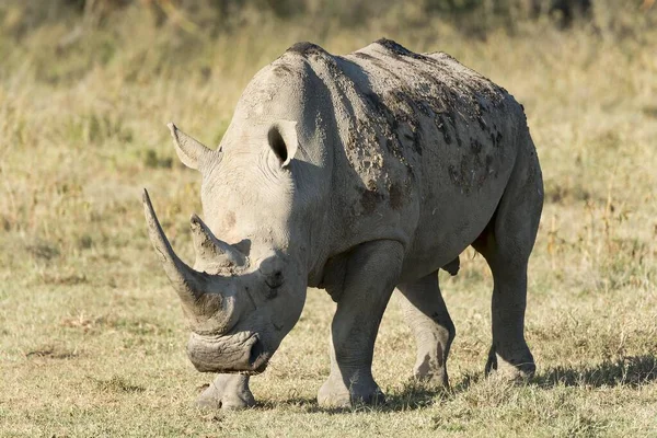 Білі Носороги Або Плоскокрилі Носороги Ceratotherium Simum Національний Парк Озера — стокове фото