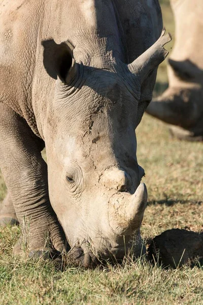 Білі Носороги Або Плоскокрилі Носороги Ceratotherium Simum Корм Портрет Національний — стокове фото