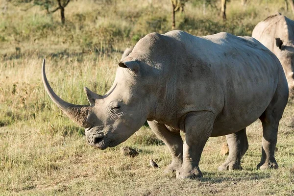 Rinocerontes Brancos Rinocerontes Lábios Quadrados Ceratotherium Simum Parque Nacional Lago — Fotografia de Stock