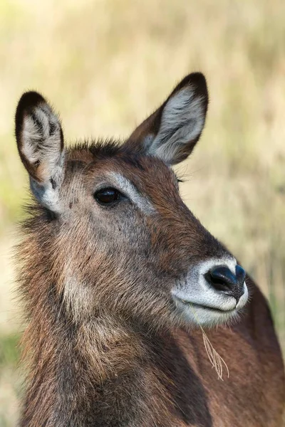 Defassa Waterbuck Kobus Ellipsiprymnus Defassa Женщина Портрет Озеро Накуру Национальный — стоковое фото