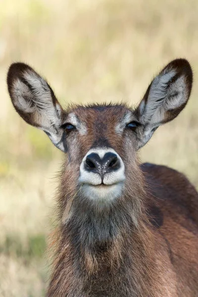 Defassa Waterbuck Kobus Ellipsiprymnus Defassa Kobieta Portret Park Narodowy Jezioro — Zdjęcie stockowe