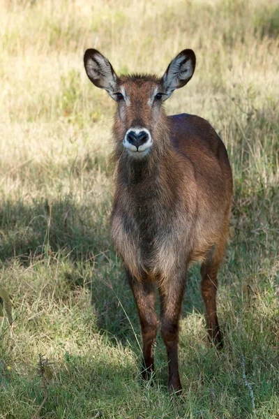 Defassa Waterbuck Kobus Ellipsiprymnus Defassa Samica Park Narodowy Jezioro Nakuru — Zdjęcie stockowe