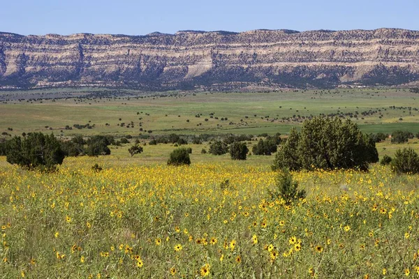 Feld Mit Gelben Wildblumen Sonnenhut Rudbeckia Utah Vereinigte Staaten Nordamerika — Stockfoto