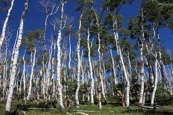 Álamos Populus Tremuloides Contra Céu Azul Montanhas Boulder Utah Eua — Fotografia de Stock