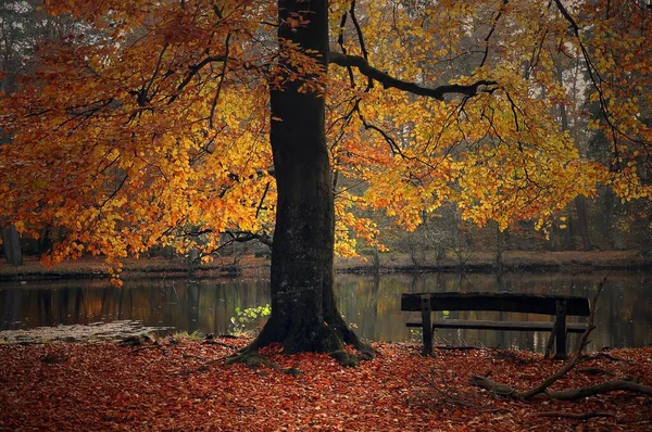 Bukové Nebo Bukové Fagus Podzimní Listoví Dřevěná Lavice Jezero Klvensteen — Stock fotografie