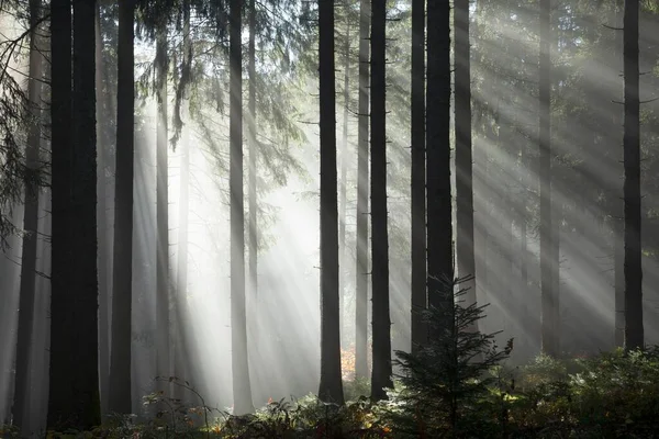 Rays Sunlight Shining Trees Fog Spruce Picea Forest Autumn Hinterzarten — Stock Photo, Image