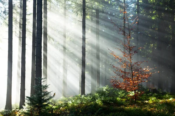Raios Luz Solar Brilhando Através Árvores Névoa Abeto Picea Forest — Fotografia de Stock