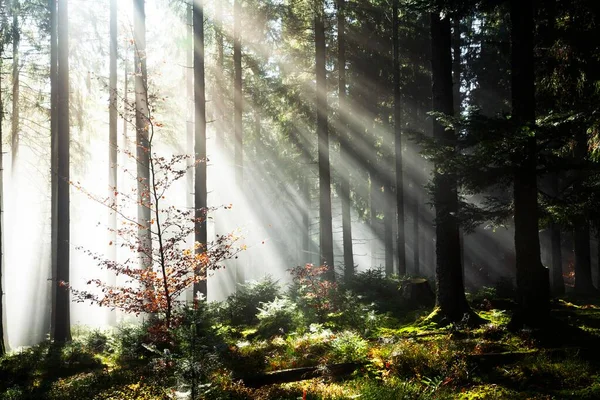 Rayos Luz Solar Brillando Través Los Árboles Niebla Abeto Picea — Foto de Stock