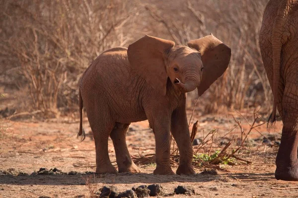 Elefante Africano Loxodonta Africana Giovane Tsavo East National Park Kenya — Foto Stock