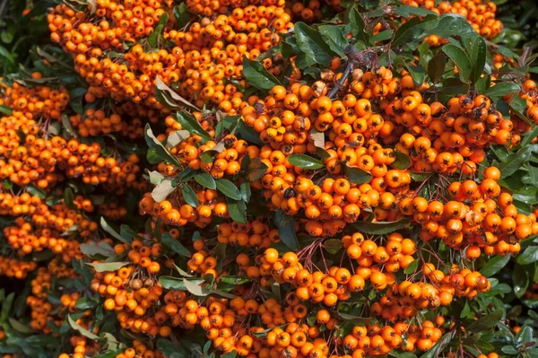 Firethorn Pyracantha Ягодами Баварією Німеччиною Європою — стокове фото