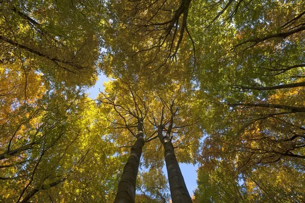 Floresta Caduca Com Faia Europeia Fagus Sylvatica Árvores Outono Morschreuth — Fotografia de Stock
