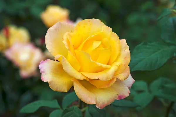 Blühende Gelbe Rose Rosa Bayern Deutschland Europa — Stockfoto