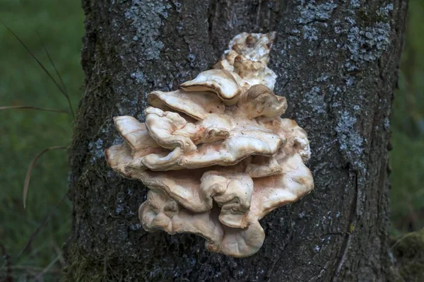 Fungo Della Staffa Fomitopsis Ciliegio Prunus Alta Franconia Baviera Germania — Foto Stock