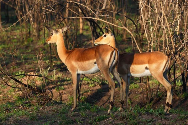 Impalas Aepyceros Melampus Luz Mañana Parque Nacional Kruger Sudáfrica África — Foto de Stock