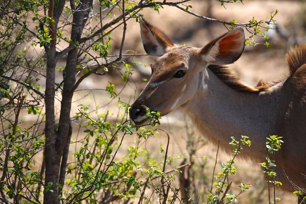 Greater Kudu Tragelaphus Strepsiceros Femmina Adulto Kruger National Park Sudafrica — Foto Stock