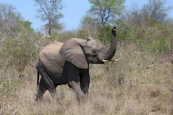 Африканский Слон Loxodonta Africana Кустах Теленок Национальный Парк Крюгера Южная — стоковое фото