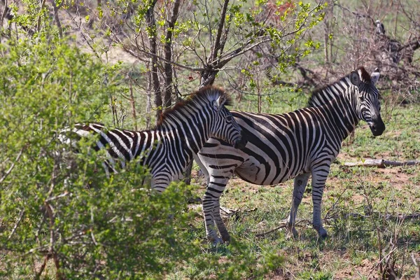 Burchell Zebra Equus Quagga Burchelli Bokorban Kruger Nemzeti Park Dél — Stock Fotó