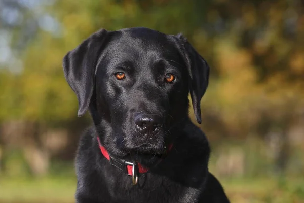 Black Labrador Retriever Canis Lupus Familiaris Man Porträtt Tyskland Europa — Stockfoto