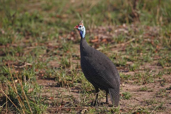 Helmeted Guineafowl Numida Melagorris Kruger National Park South Africa Africa — стокове фото