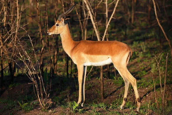 Impala Aepyceros Melampus Krüger Nationalpark Südafrika Afrika — Stockfoto