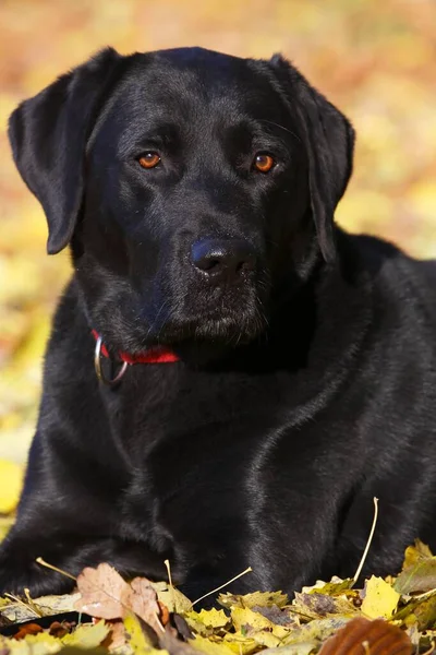 Black Labrador Retriever Canis Lupus Familiaris Hojas Otoño Macho Retrato —  Fotos de Stock